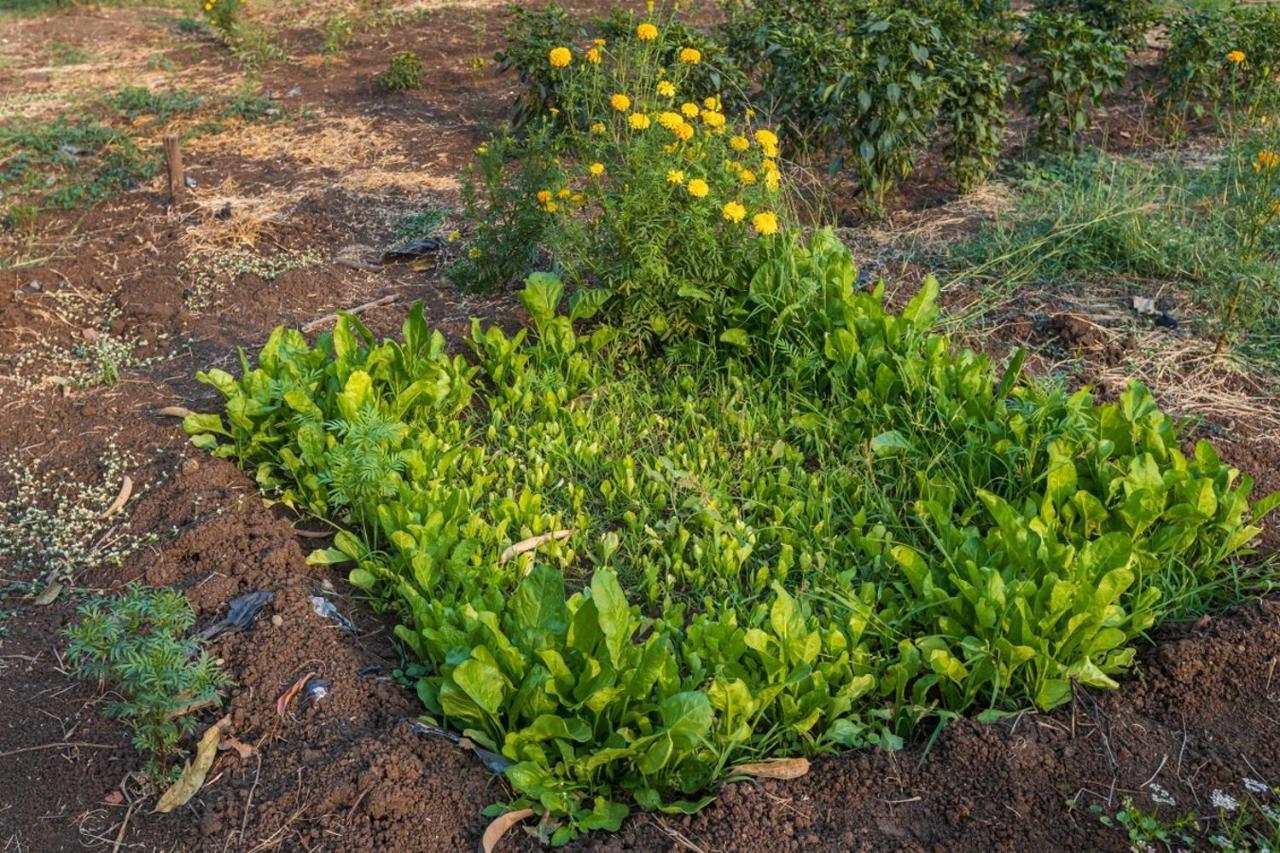 Saffronstays Serene Retreat, Alibaug Алибаг Екстериор снимка